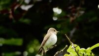 The birds of County Donegal — some doing well and others almost gone... with climate change likely to see them out